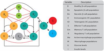 A Mathematical Model for DC Vaccine Treatment of Type I Diabetes